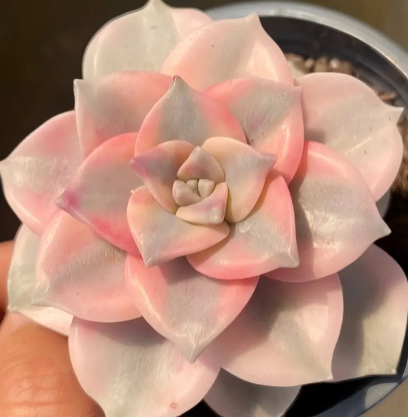 Variegated succulent with pink-and-cream rosette leaves in a small gray pot