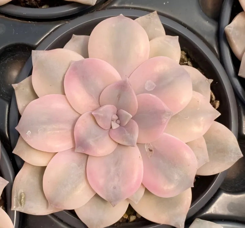 Graptopetalum succulent in 4-inch pot with pale pink and cream rosette leaves