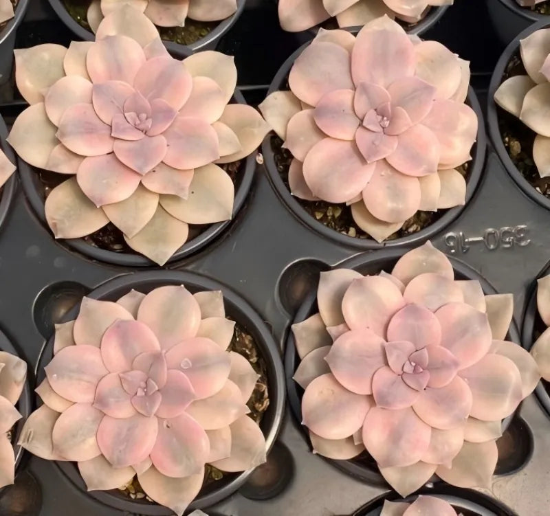 Graptopetalum succulents in 4-inch pots, pale pink and cream rosette clusters