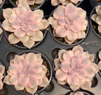 Graptopetalum succulents in 4-inch pots, pale pink and cream rosette clusters