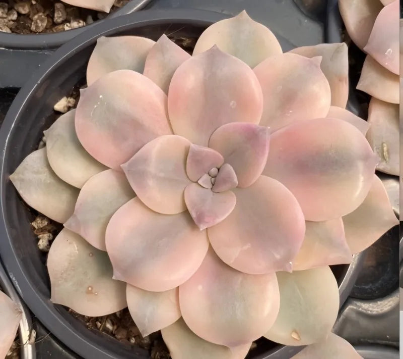Graptopetalum succulent in 4-inch pot with pale pink rosette leaves and center buds