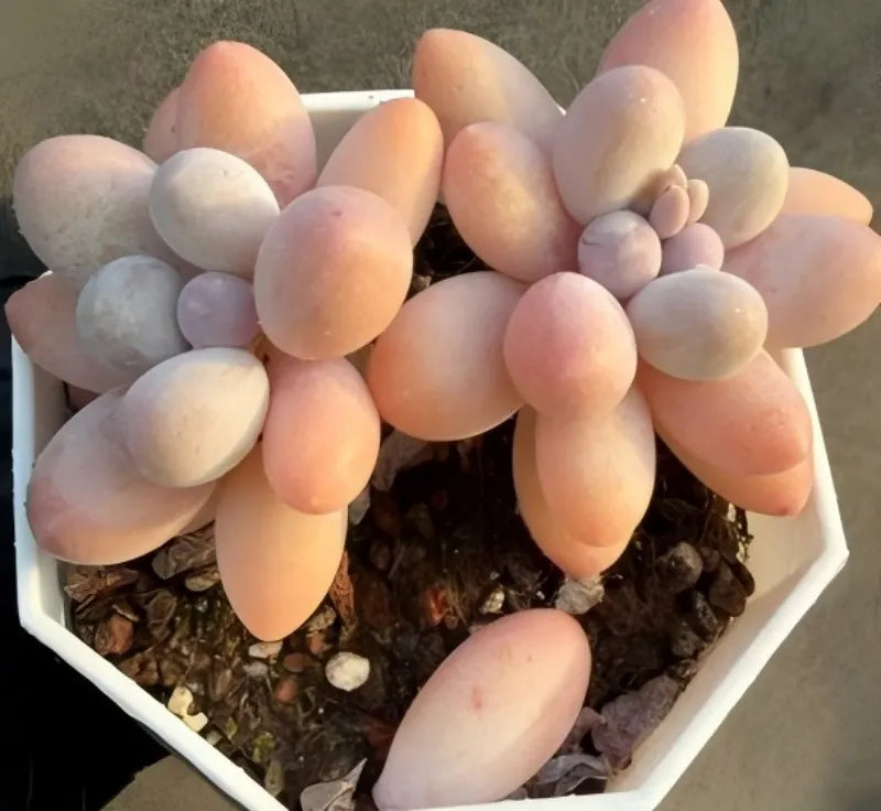 Echeveria Graptopetalum Amethystinum succulent with peach and light pink, thick leaves.