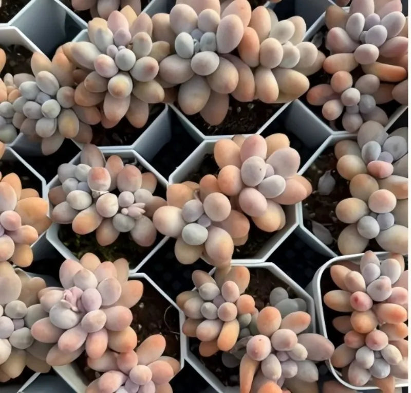 Echeveria Graptopetalum Amethystinum succulent with pale pink rosette clusters.