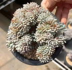 Potted succulent with dense pale green to white rosette clusters in dark pot