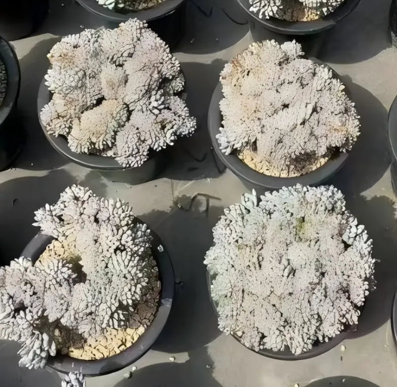 Set of potted succulents with pale white, branching rosette texture in dark pots