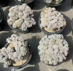 Set of potted succulents with pale white, branching rosette texture in dark pots