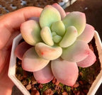 Succulent rosette with pastel pink and pale green thick leaves in a small pot