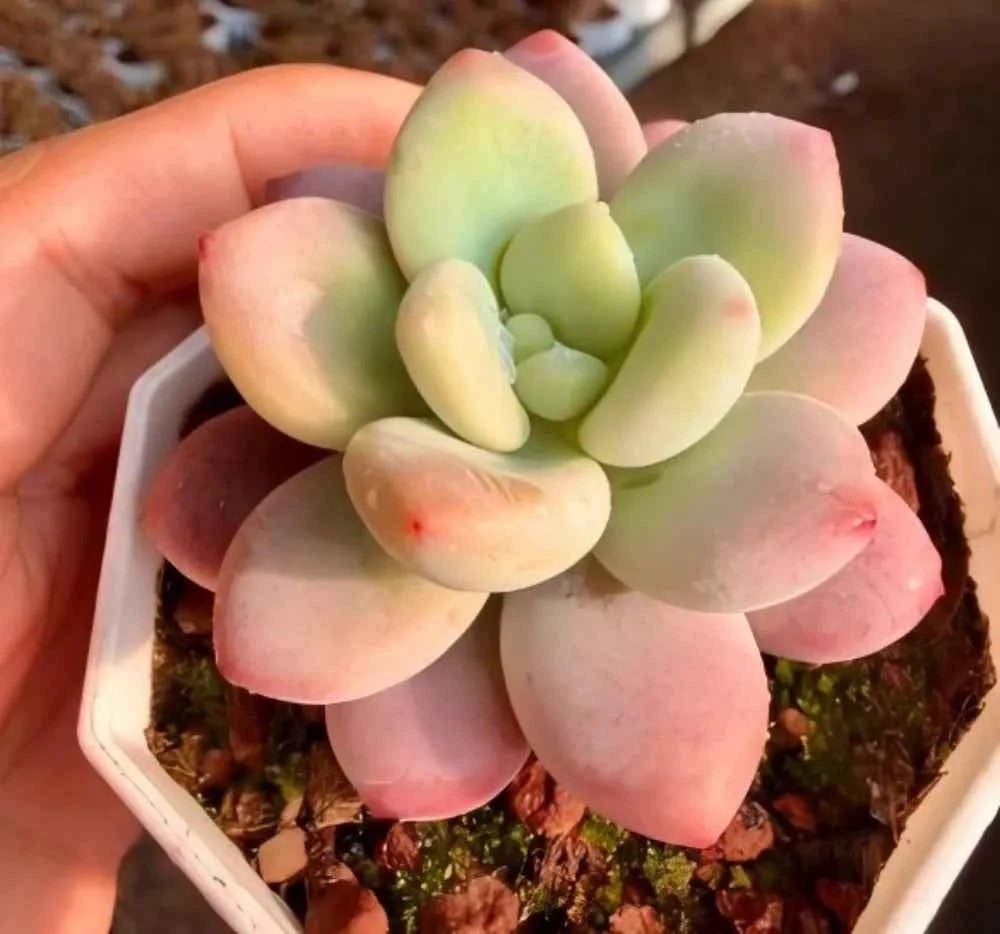 Succulent rosette with pastel pink and pale green thick leaves in a small pot