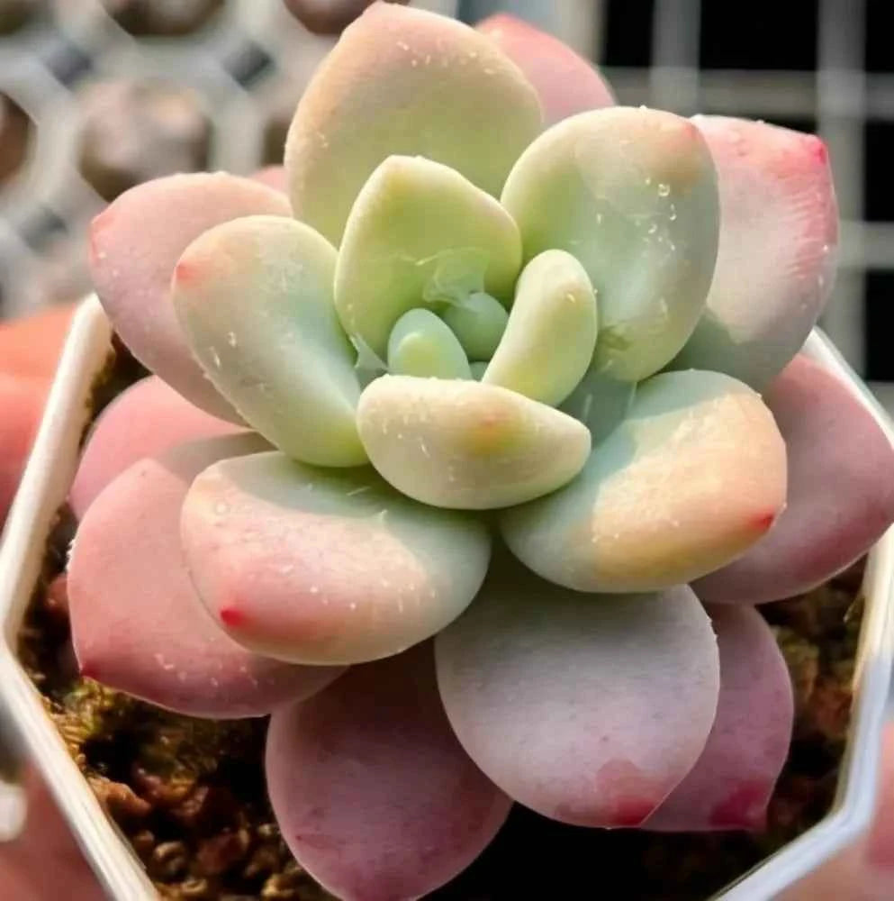 Succulent rosette with pale green center and pastel pink outer leaves in a pot