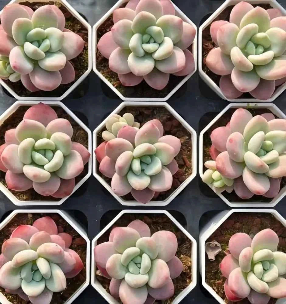 Multiple succulent rosettes in hexagonal pots, pastel pink and pale green leaves