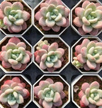 Multiple succulent rosettes in hexagonal pots, pastel pink and pale green leaves