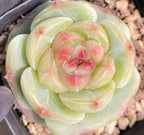 3-inch pot succulent close-up, layered pale green rosette with pink-tinted lines