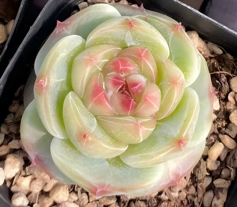 3-inch pot succulent with pale green rosette leaves and pink-lined centers