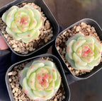 3-inch pot succulent cluster in a black plastic container, pale green rosettes