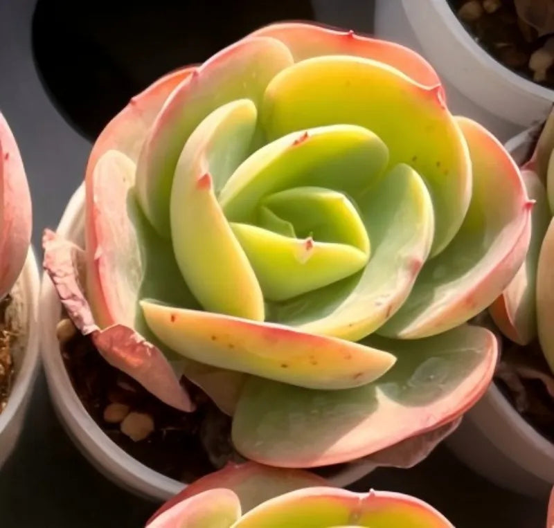 Echeveria rosette succulent, lime green leaves with pink edges in small pot