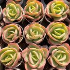 Echeveria succulent rosettes, multiple pots with lime green leaves and pink edging