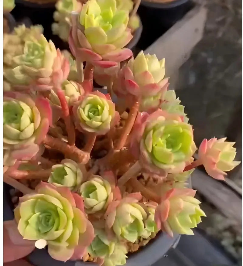 5-inch potted green rose bouquet with pale green and pink blooms