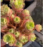 5-inch potted green rose bouquet with pale green and pink blooms