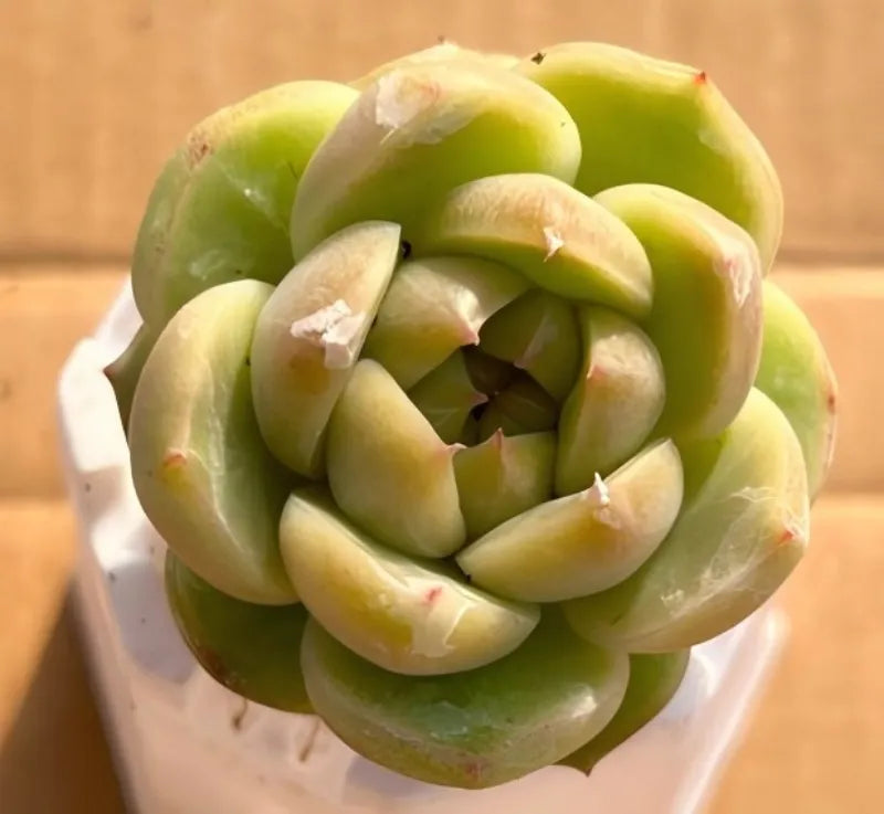 Green-leaf rosette succulent in 2-inch pot, compact orb-like growth