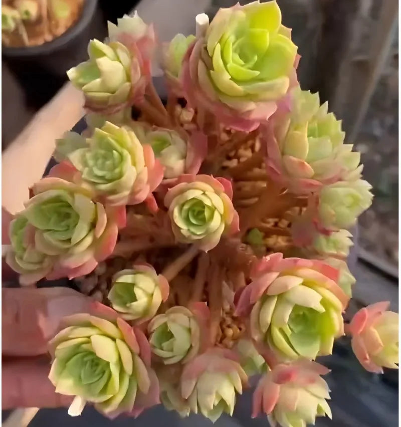 5-inch potted green rose plant with dense rosette blooms on brown stems