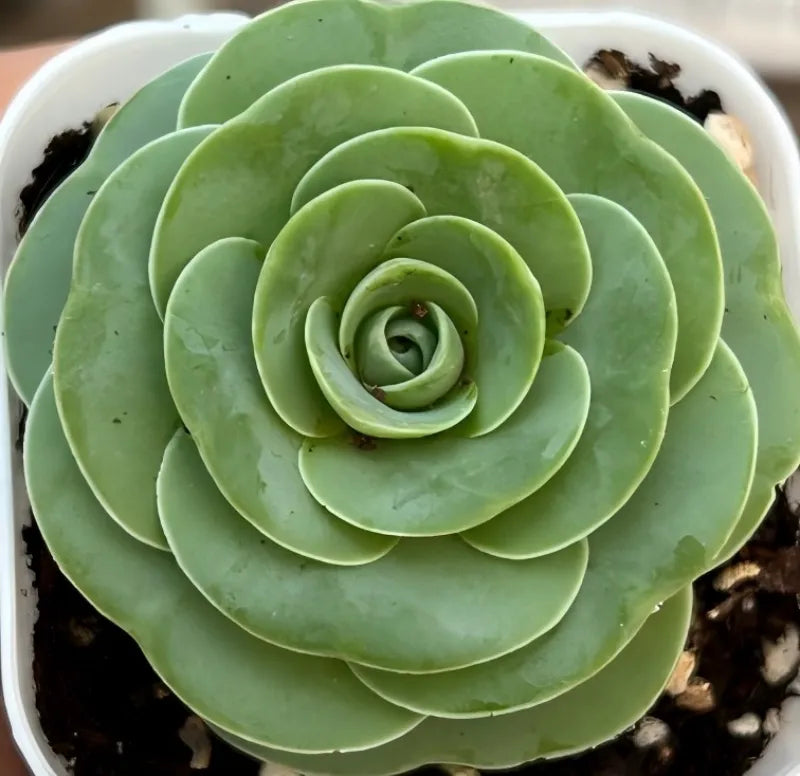 Aeonium pseudotabuliforme succulent rosette with light green leaves in pot