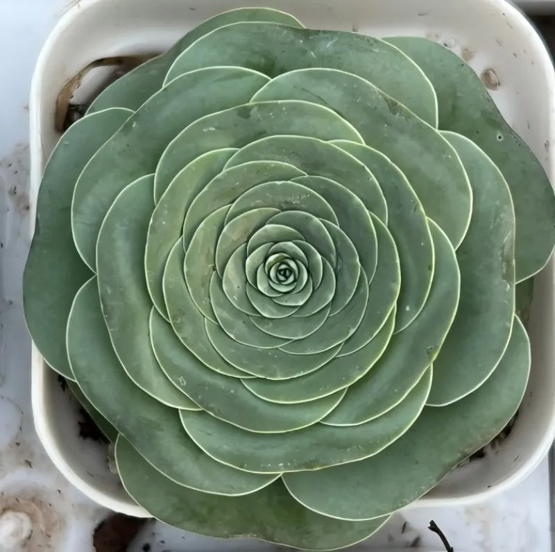 Aeonium pseudotabuliforme succulent rosette with green leaves in white tray