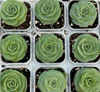 Aeonium pseudotabuliforme succulents, multiple rosettes in square nursery pots