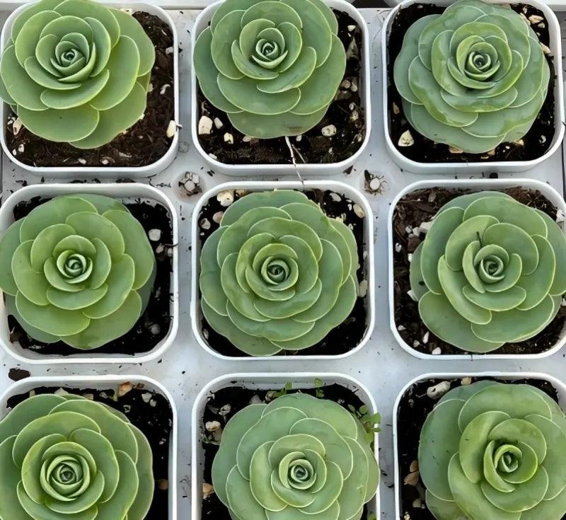 Aeonium pseudotabuliforme succulents, multiple rosettes in square nursery pots