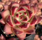Echeveria succulent rosette, red speckled petals and pale green center in pot