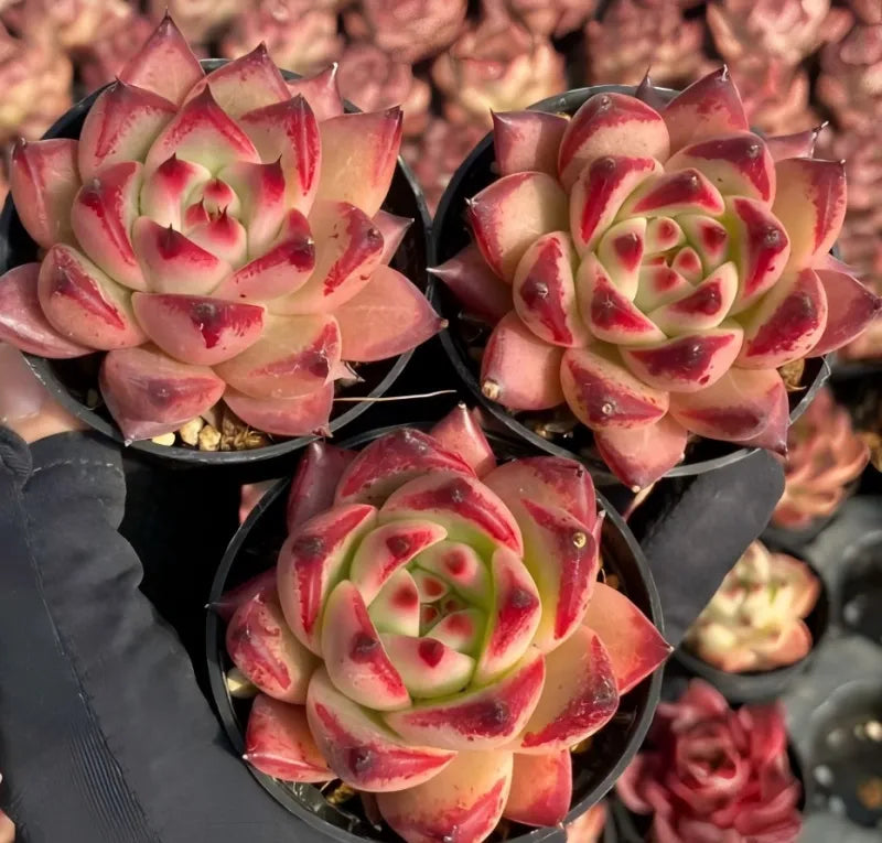Echeveria succulent rosettes in black pots, red-edged cream leaves with green centers
