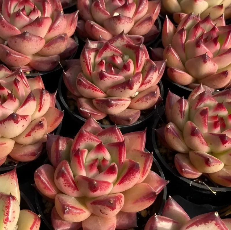 Echeveria succulent rosettes cluster, cream petals with red speckles and pale green centers
