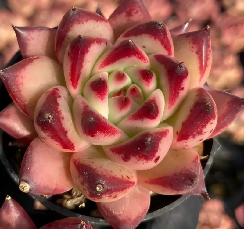 Echeveria succulent rosette, red speckled petals and pale green center in pot