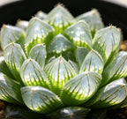 Haworthia cooperi Ice Lantern succulent rosette of translucent light-green leaves with spikes