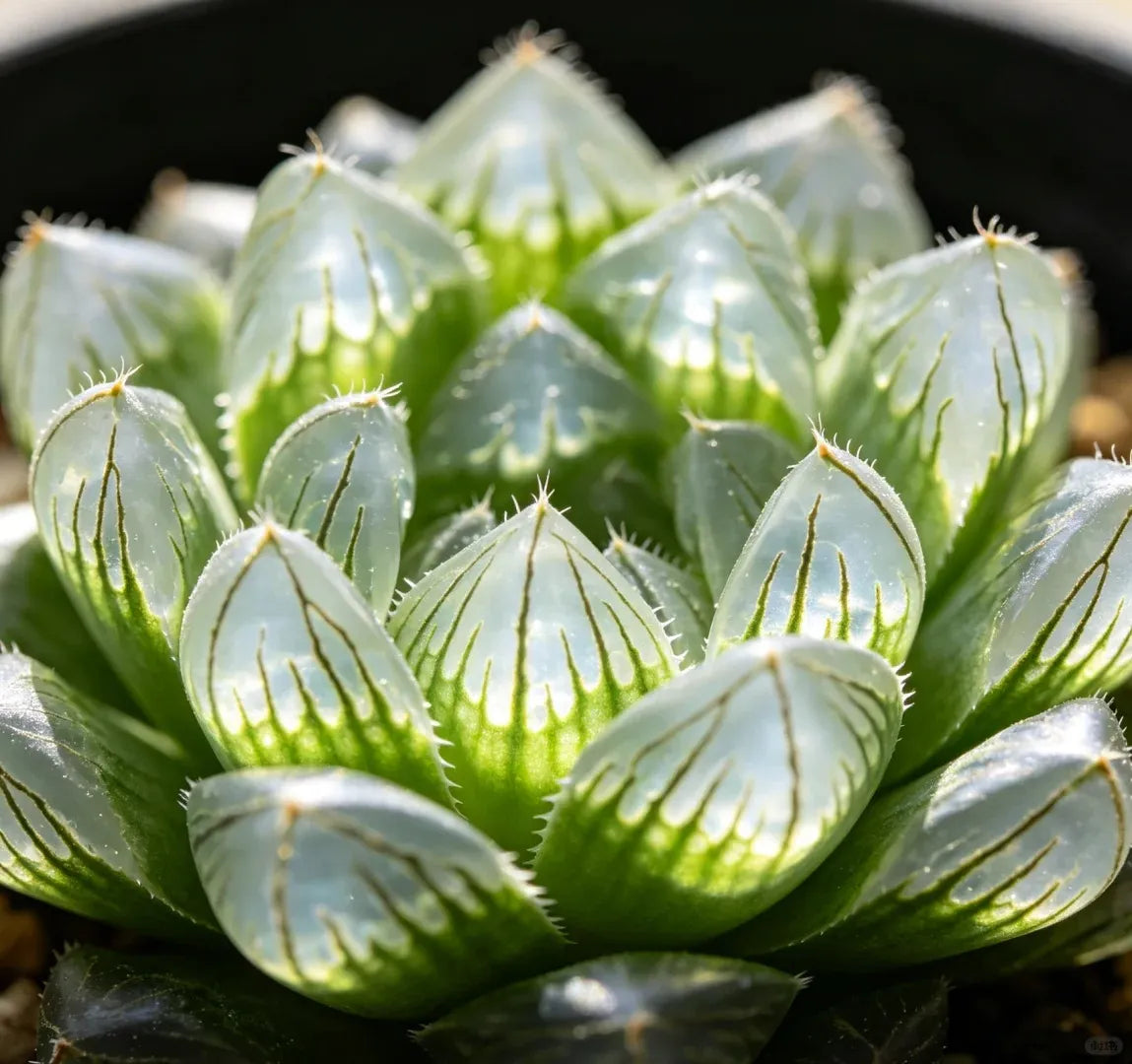 Haworthia cooperi Ice Lantern succulent rosette of translucent light-green leaves with spikes