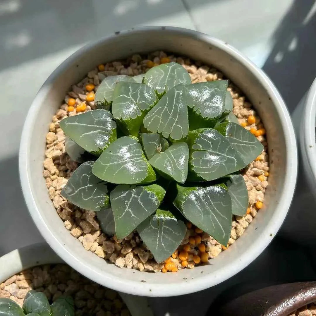 Haworthia Tsukikage 2-inch succulent with green rosette leaves in pot