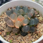 Haworthia cooperi succulent cluster in white pot, dark blue-green leaves with pink variegation