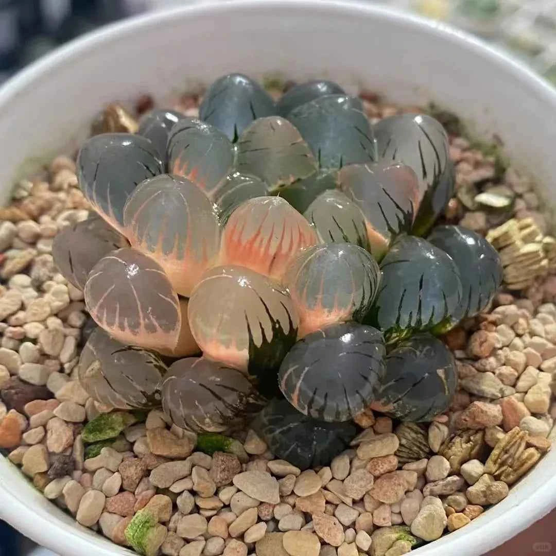 Haworthia cooperi succulent cluster in white pot, dark blue-green leaves with pink variegation