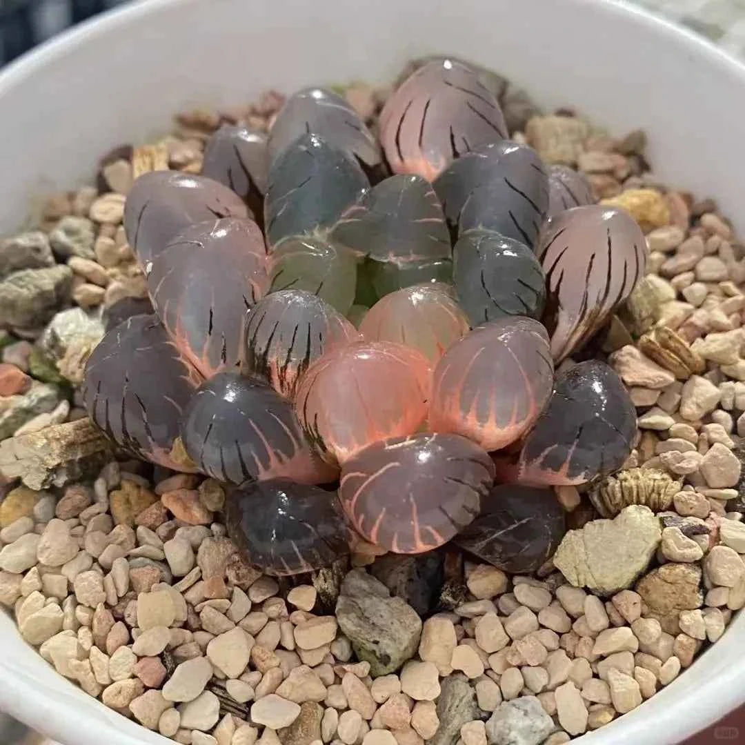 Haworthia cooperi succulent cluster, blue-green oval leaves with peach-pink striping in pot