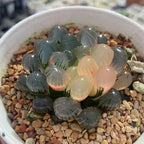Haworthia cooperi succulent cluster with blue-green leaves and light peach-pink centers, potted
