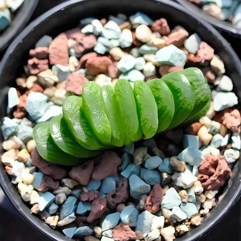 Haworthia truncata succulent plant with green fleshy leaves in a pot