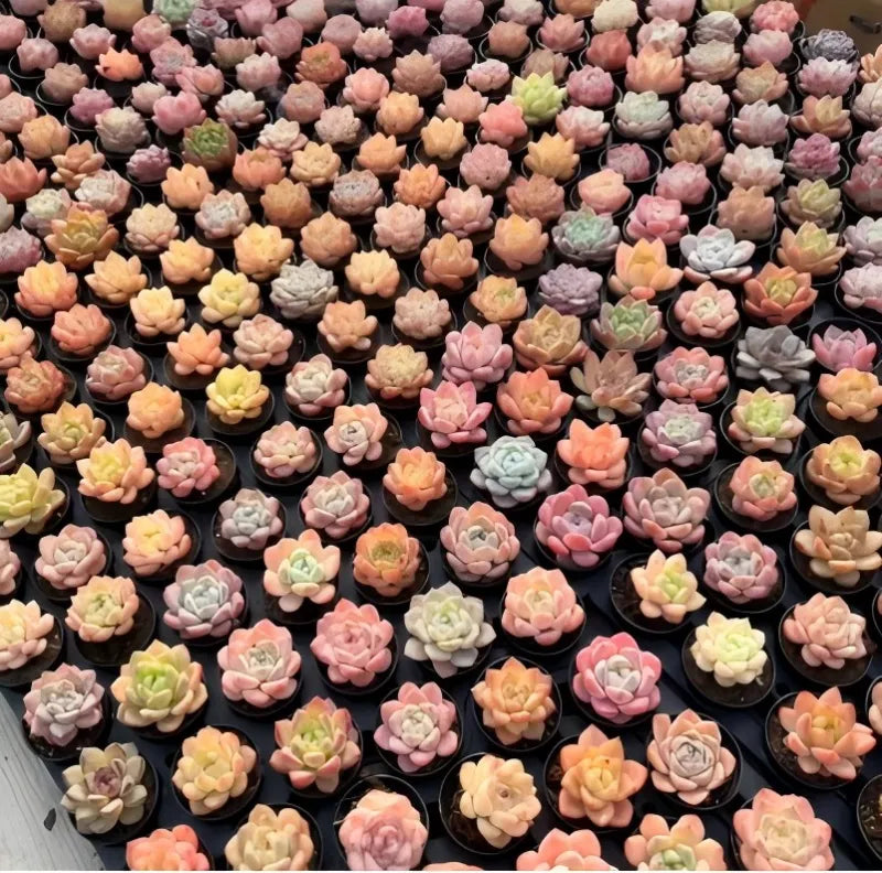 Dense assortment of pastel succulents in small black 2-inch pots