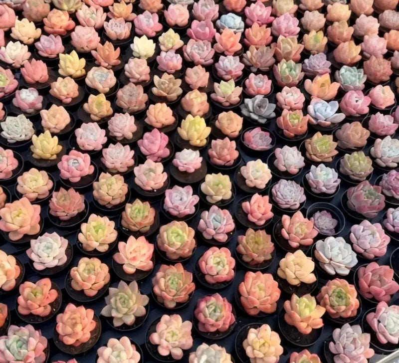 Assorted pastel succulents with rosette leaves in small black 2-inch pots