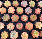 Mixed pastel succulents in small black 2-inch pots, rosette shapes