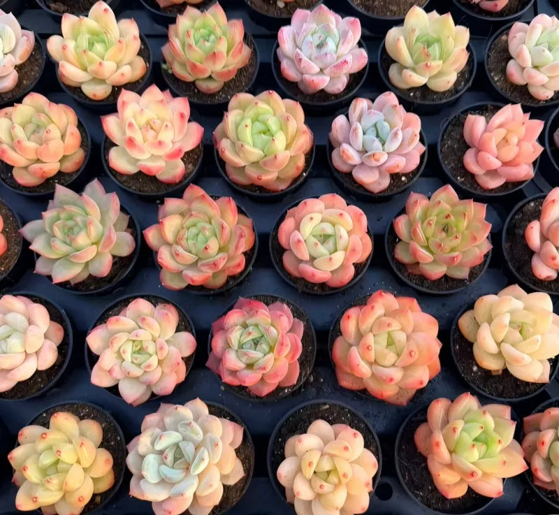 Mixed pastel succulents in small black 2-inch pots, rosette shapes