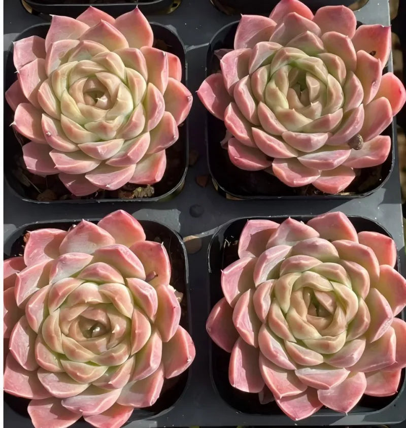 Ice Soul succulents in 3-inch pots, pink and cream rosette tray