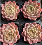 Ice Soul succulents in 3-inch pots, pink and cream rosette tray