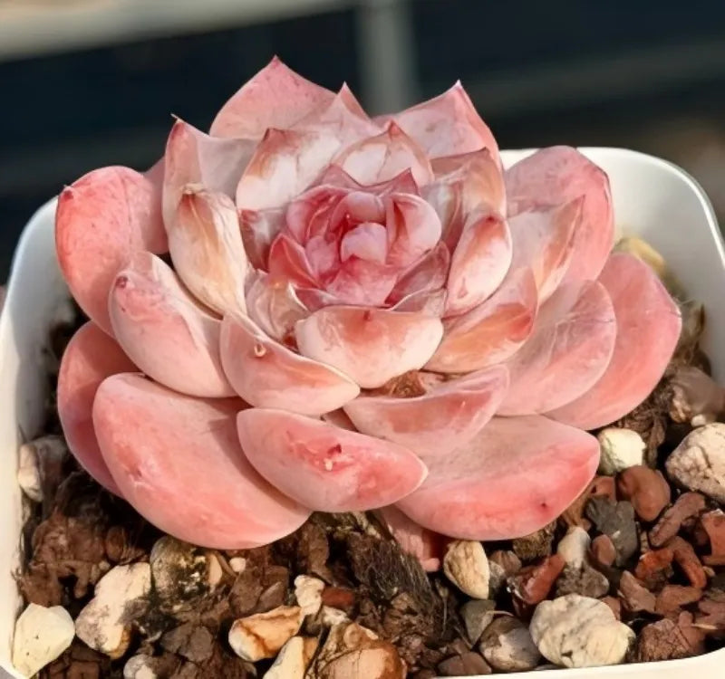 Pink rosette succulent in small white pot, viewed from the front on rocky soil
