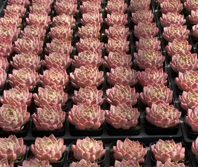 Ice Soul succulents in 3-inch pots, many pink rosette plants