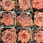 Set of pink rosette succulents in square trays, each in small soil and pebbles