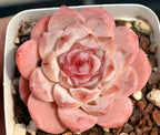 Pink rosette succulent in a small white pot with mixed gravel and pebbles